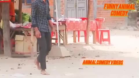 Funny 😂🤣 video of dog only for comedy and entertainment