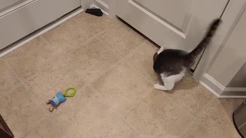 Funny Cat Plays Toy With The Door