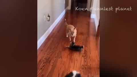 Funny dogs and cats video 2023 2