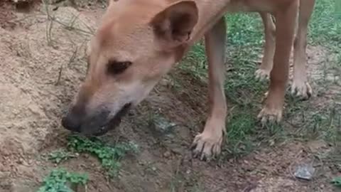 Doggy eating grass