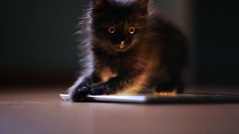 A little black kitten in the evening is playing with a screen tablet computer