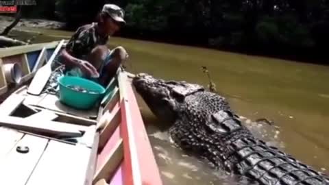 Man Feeds a Giant Crocodile... Increíble!