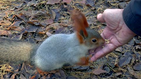 Squirrel feeding from human hand