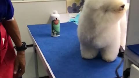 White puffy dog on table getting air blown at it