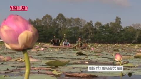 Búng Bình Thiên - hồ nước trời ban của An Giang