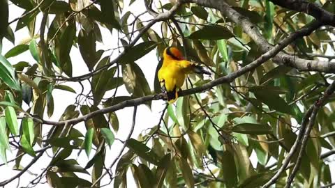 Bright bird cleaning their feathers - With great music