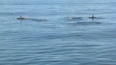 Check This Beautiful Pod of Orcas by dolphins