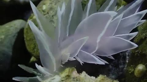 Frosted nudibranchs (Dirona albolineata)