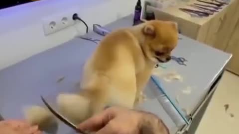 New style dog tail hair Cutting technique #shorts funny video