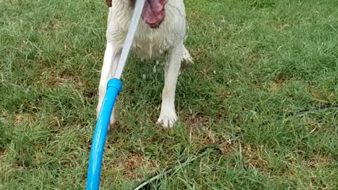 Dog having fun biting water