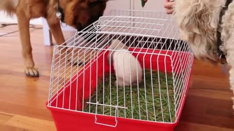 My German shepherd falls in love with another male a baby rabbit