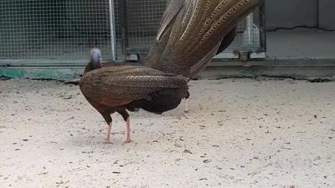 Love Dance of the Crested Argus