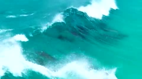 Dolphins surfing waves in crystal clear waters off the coast of Esperance,