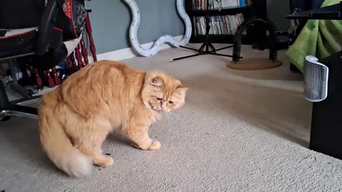 Cute cat 😻😺 is playing in a box 🎁😺!