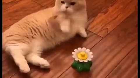 So cute cat short video, beautiful cat vines