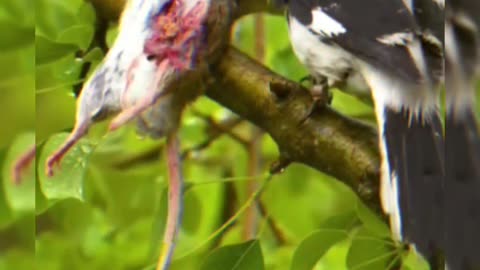 This bird impales a victim for a thorn | Bird lover | Animal lens | Rarest Capture | Animal hunting.