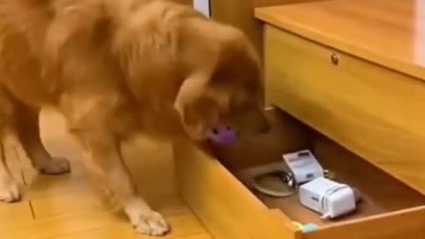 Cute Dog😍🐶🐕 Golden Retriever takes Care of little baby👶👶 must watch till end