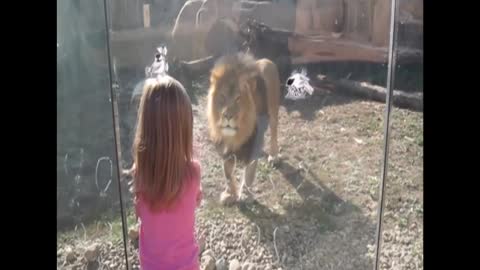 Lion roar on toddler see what the lion do next