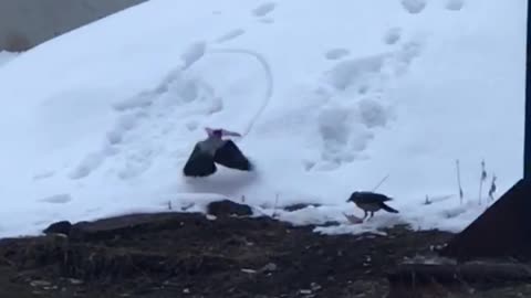 Raven Uses Plastic Lid as Snow Sled