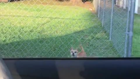 Funny Cockatoo and Pups Have Lively Convo!