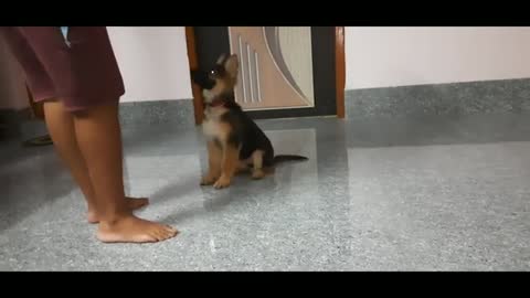 German_Shepherd_Puppy_9_Weeks_Old_Basic_Obedience_training_|_Most_Intelligent_Do