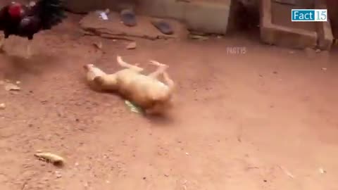 Monkey and dog funny video 📷📸📸