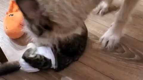 A dog fighting with a cat funny scene