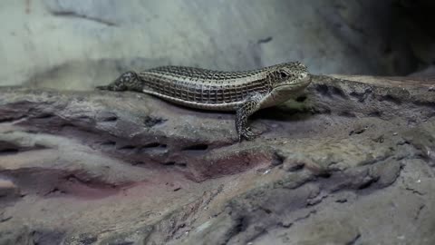 Gerrhosaurus - plated lizard in vivarium for reptiles