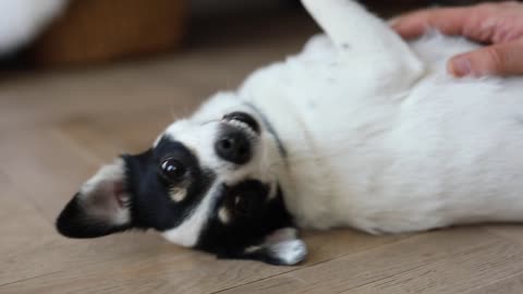 cachorro recebendo carinho na barriga, sera que esta gostando