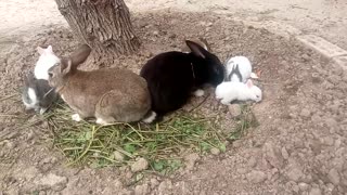 Domestic rabbit family