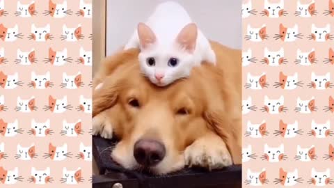 Dogs And Cat Love Each Other Funny Moment