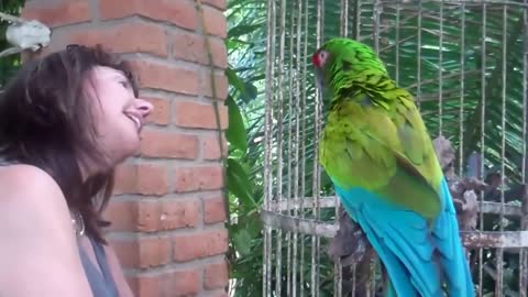 Angry parrot talking to a tourist very funny