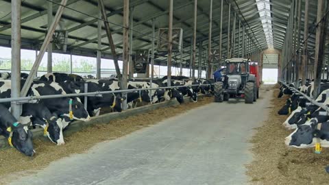 Cows in modern barn on dairy farm. Feeding cow on dairy farm