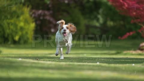 Dog Running In Slow Motion