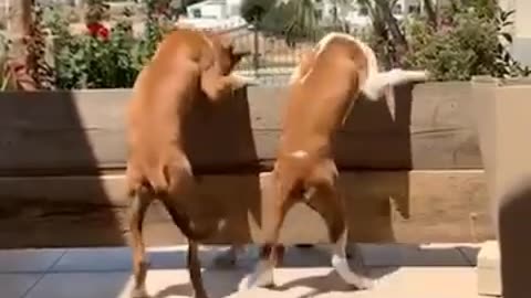 Dancing dog