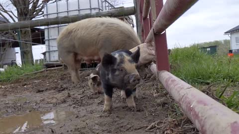 Spring piglets in the muddy paddock