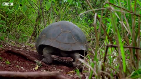 Tracking Giant Galapagos Tortoises | BBC Earth