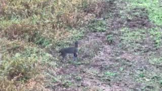 Southern Indiana Bobcats