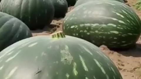 100 Kg giant water melons .