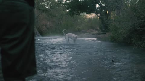 Dog catches a ball in a river