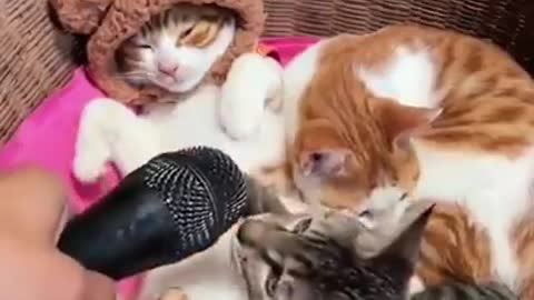 Cute Funny Compilation Of Cats🥰🥰🤗🤩🤩