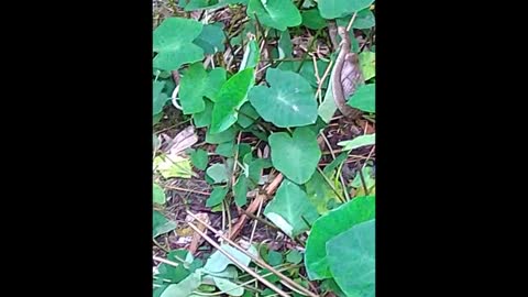 Discovery - Wild Snakes tangled, snake fight, live video, viral videos2021