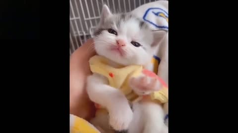 Baby Pets Cute And Funny Moments