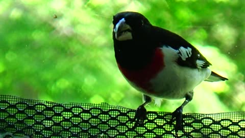 Rose-breasted grosbeak