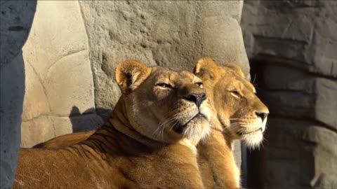 Lion-Hagenbeck-Yawning-Big-Cat ||❤Animals Lover❤||