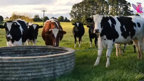 COW VIDEO 🐮🐄 COWS MOOING AND GRAZING IN A FIELD _ Cow Video