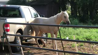 Rescue Horse Uses Truck as Scratching Post