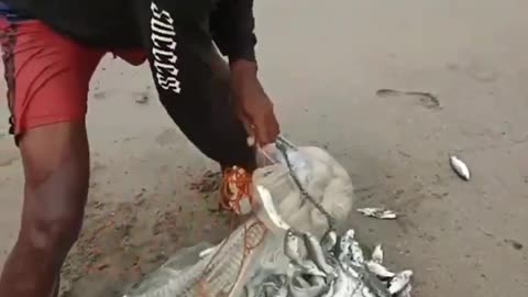 amazing fishing mullet fish - net fishing