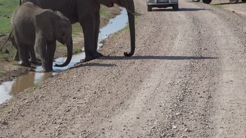 Too cute. This baby elephant is trying to cross the stream