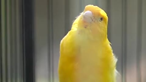 The sound of this bird is very beautiful